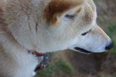 マイフレンド