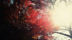 「秋の光り」