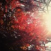 「秋の光り」