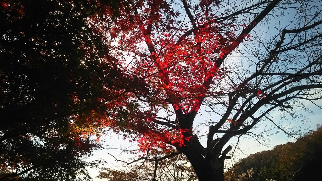 「秋色のはじらい」