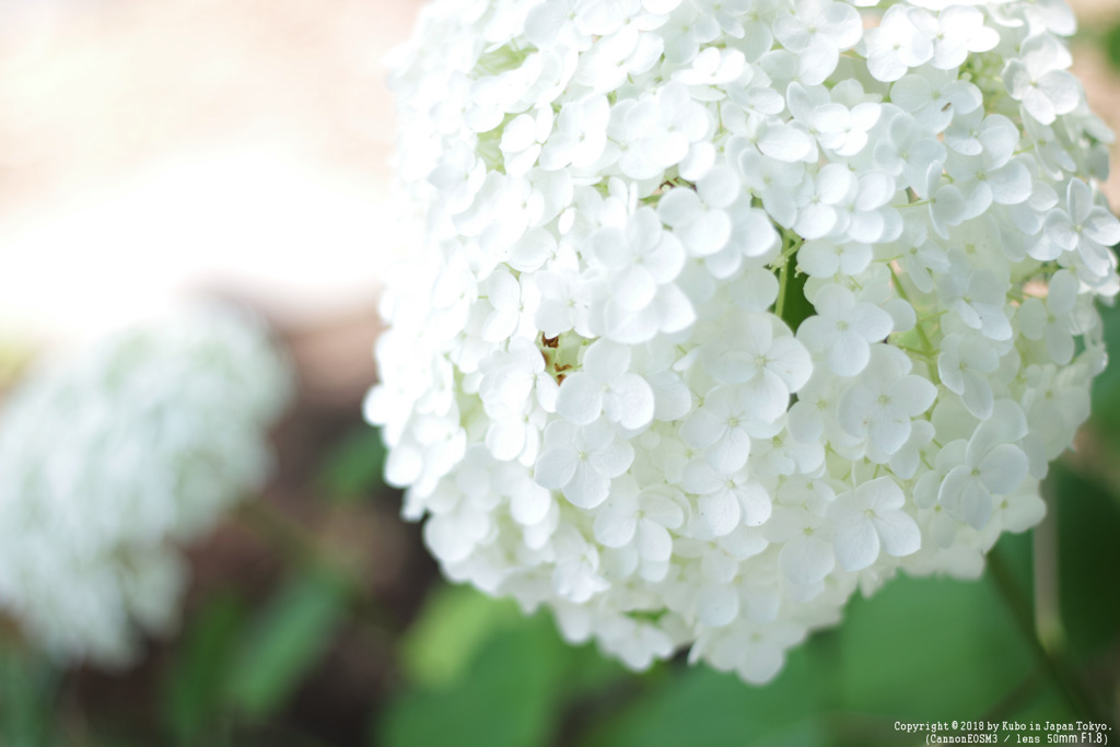 紫陽花(アメリカノリノキ) in 軽井沢