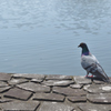 鳩