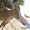 厳島