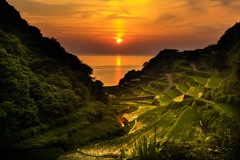 棚田の風景