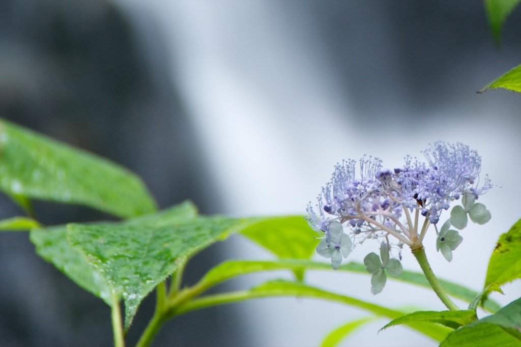 玉紫陽花と夢想滝