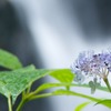 玉紫陽花と夢想滝
