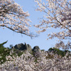 屏風岩と桜