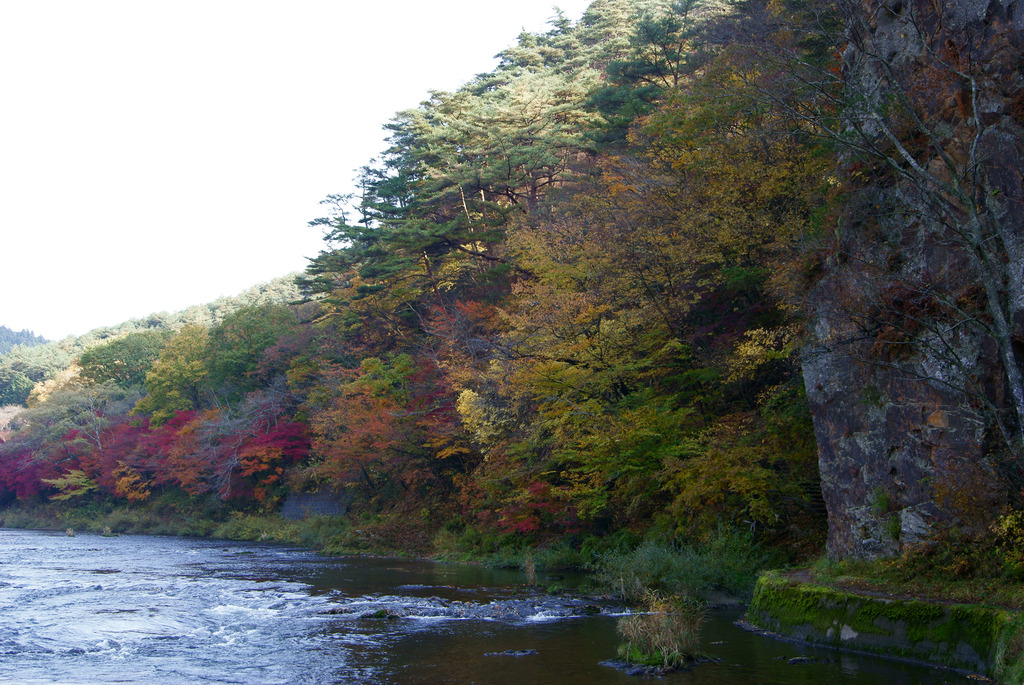 久慈川河畔の色とりどりのもみじ