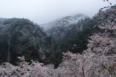 矢祭山、満開の桜と雪景色