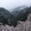 矢祭山、満開の桜と雪景色