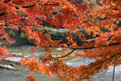 紅葉と久慈川