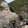桜と大だるま岩と水郡線