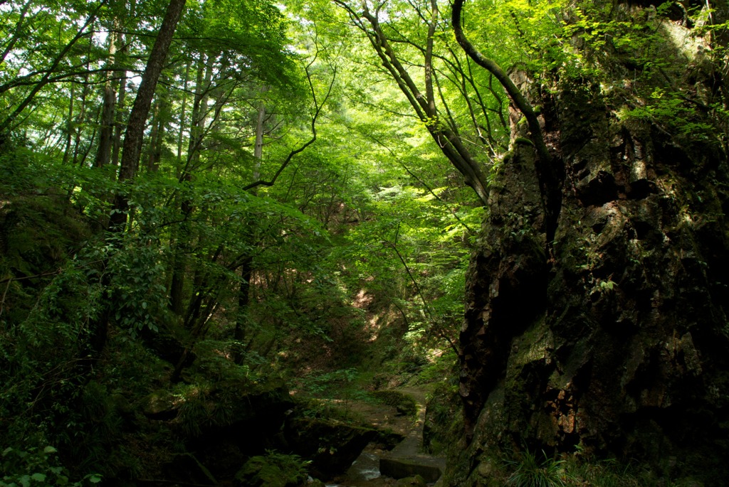 夏の夢想滝渓谷