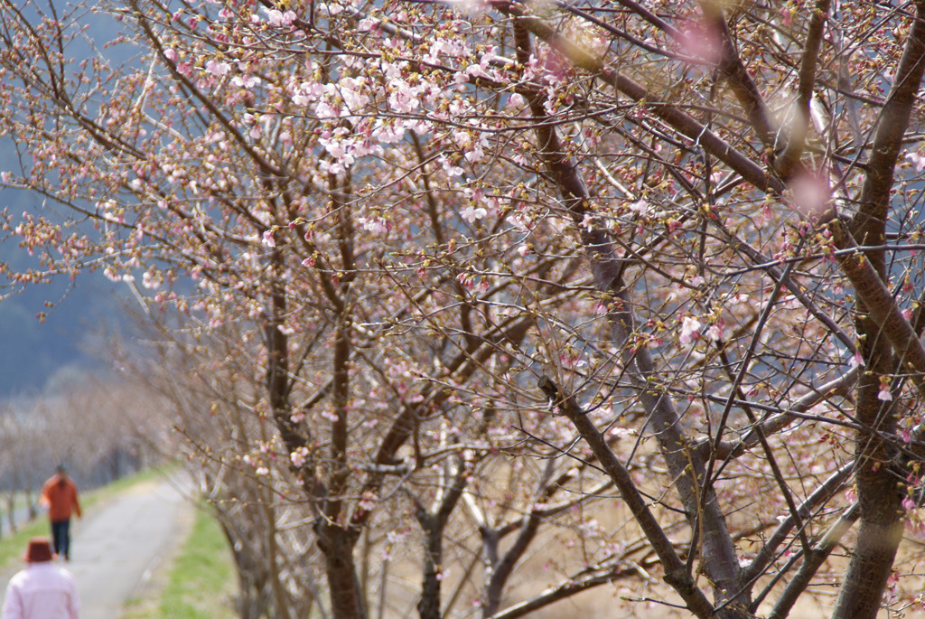 桜咲く散歩道