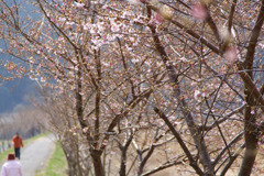 桜咲く散歩道