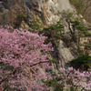 満開の桜と岩と松