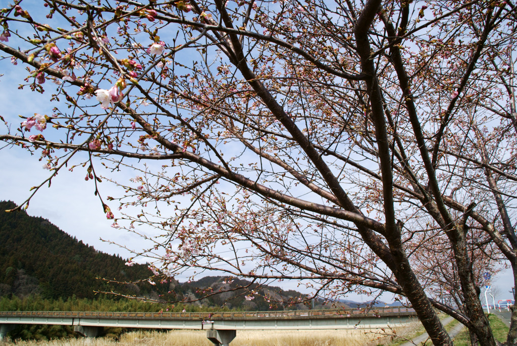 咲きだした桜と東橋