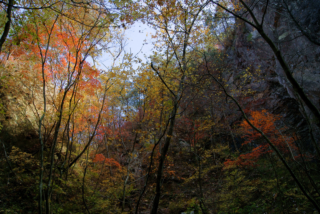 夢想滝遊歩道から仰ぎ見る紅葉