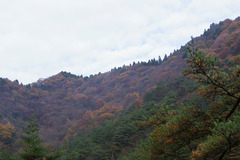 松と晩秋の矢祭山