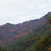 松と晩秋の矢祭山