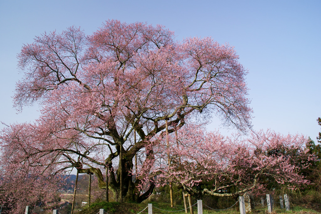 戸津辺の桜