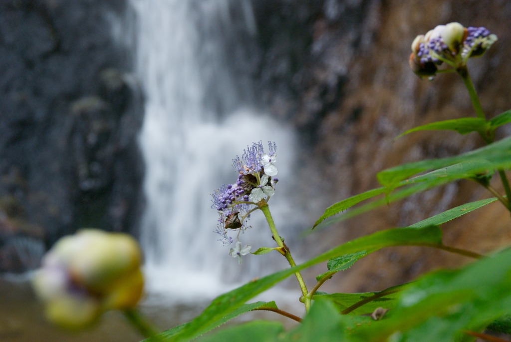玉紫陽花と夢想滝