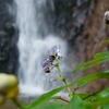 玉紫陽花と夢想滝