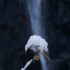 枯れ紫陽花