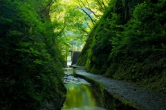 緑の遊歩道