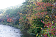 久慈川沿いの紅葉