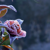 凍てついた山茶花
