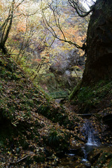秋の夢想滝遊歩道