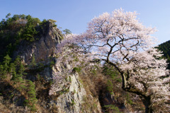 桜と乙女ヶ越と青い空