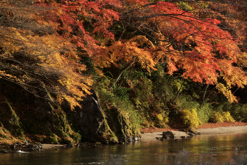 久慈川沿いの紅葉