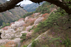 松の下からのぞき見る矢祭山の桜と三ッ葉つつじ