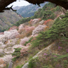 松の下からのぞき見る矢祭山の桜と三ッ葉つつじ