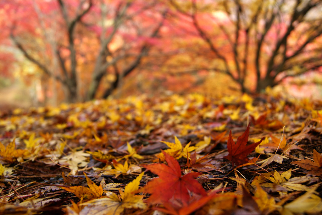 落ち葉と紅葉