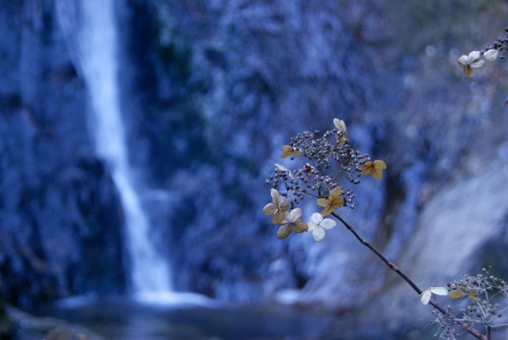 枯れ紫陽花と夢想滝