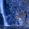 枯れ紫陽花と夢想滝