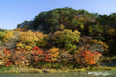 久慈川対岸の紅葉