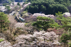 桜の矢祭山を走る水郡線