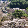 桜の矢祭山を走る水郡線