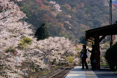 あ、桜吹雪