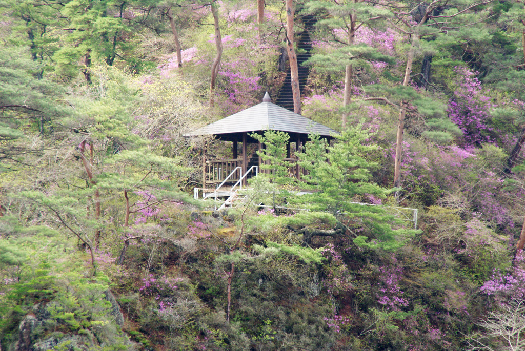 三ッ葉つつじに囲まれる山の東屋