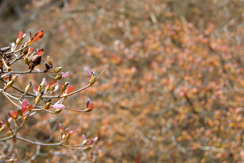 山つつじの紅葉