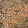 山つつじの紅葉