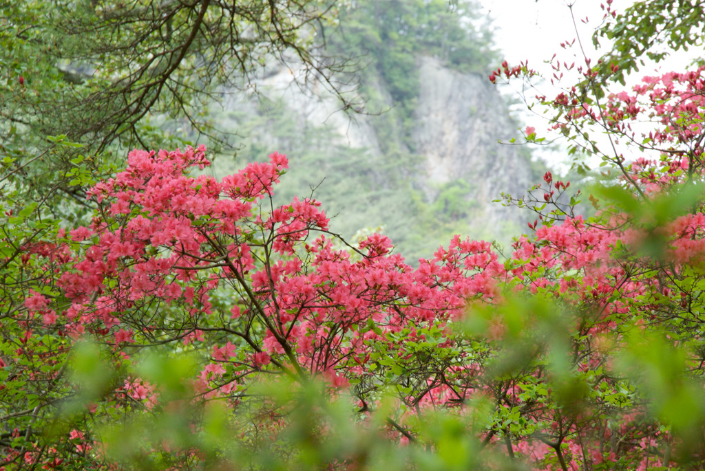 山つつじと日月岩