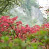 山つつじと日月岩