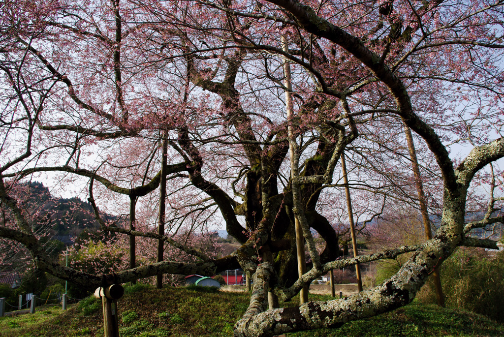 迫り来る桜