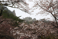 桜と屏風岩